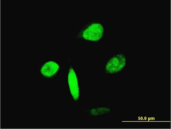 FOXA2 Antibody - Immunofluorescence of monoclonal antibody to FOXA2 on HeLa cell. [antibody concentration 10 ug/ml]