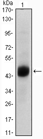 FOXA2 Antibody - Western blot using FOXA2 mouse monoclonal antibody against A549 (1) cell lysate.