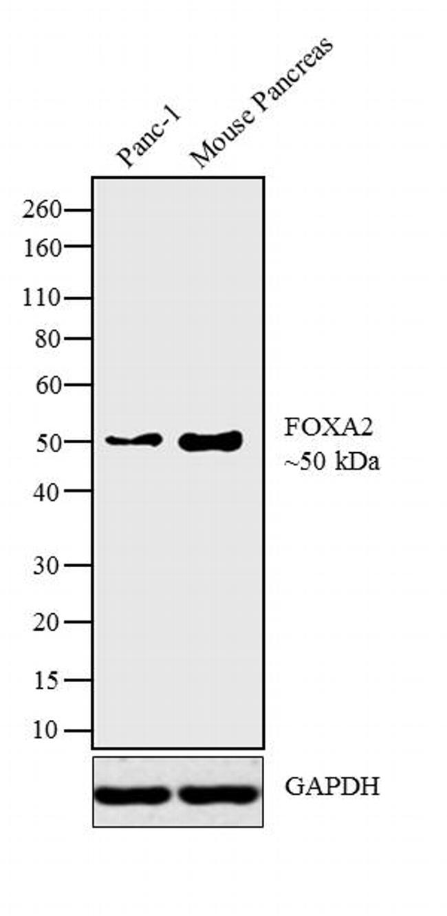 FOXA2 Antibody - FOXA2 Antibody in Western Blot (WB)