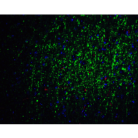 FOXA2 Antibody - Immunofluorescence of FOXA2 in mouse brain tissue with FOXA2 Antibody at 20 µg/mL. Green: FOXA2 antibody  Red: Phylloidin staining Blue: DAPI staining