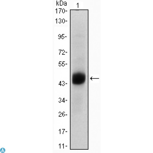 FOXA2 Antibody - Western Blot (WB) analysis using FoxA2 Monoclonal Antibody against A549 (1) cell lysate.