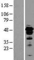 FOXA2 Protein - Western validation with an anti-DDK antibody * L: Control HEK293 lysate R: Over-expression lysate