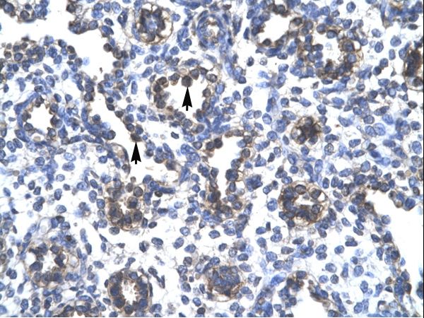 FOXA3 Antibody - Human Lung.  This image was taken for the unconjugated form of this product. Other forms have not been tested.