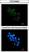 FOXB1 Antibody - Immunofluorescence of paraformaldehyde-fixed HepG2, using FOXB1 antibody at 1:200 dilution.