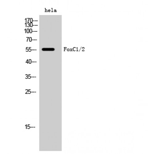 FOXC1+2 Antibody - Western blot of FoxC1/2 antibody