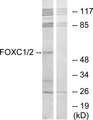 FOXC1+2 Antibody - Western blot analysis of lysates from RAW264.7 cells, using FOXC1/2 Antibody. The lane on the right is blocked with the synthesized peptide.