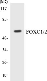 FOXC1+2 Antibody - Western blot analysis of the lysates from Jurkat cells using FOXC1/2 antibody.