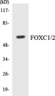 FOXC1+2 Antibody - Western blot analysis of the lysates from Jurkat cells using FOXC1/2 antibody.