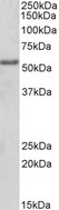FOXC1 Antibody - Goat Anti-FOXC1 (internal) Antibody (2µg/ml) staining of HEK293 lysate (35µg protein in RIPA buffer). Primary incubation was 1 hour. Detected by chemiluminescencence.