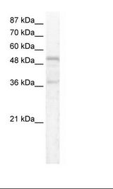 FOXC1 Antibody - HepG2 Cell Lysate.  This image was taken for the unconjugated form of this product. Other forms have not been tested.