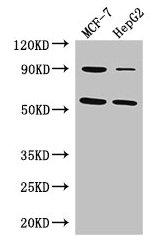 FOXC1 Antibody - Western Blot Positive WB detected in: MCF-7 whole cell lysate, HepG2 whole cell lysate All lanes: FOXC1 antibody at 3µg/ml Secondary Goat polyclonal to rabbit IgG at 1/50000 dilution Predicted band size: 57 kDa Observed band size: 57 kDa