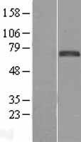 FOXC1 Protein - Western validation with an anti-DDK antibody * L: Control HEK293 lysate R: Over-expression lysate