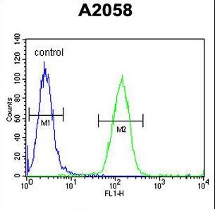 FOXC2 Antibody - FOXC2 Antibody (Center S174) flow cytometry of A2058 cells (right histogram) compared to a negative control cell (left histogram). FITC-conjugated goat-anti-rabbit secondary antibodies were used for the analysis.