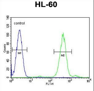 FOXC2 Antibody - FOXC2 Antibody (Center P198) flow cytometry of HL-60 cells (right histogram) compared to a negative control cell (left histogram). FITC-conjugated goat-anti-rabbit secondary antibodies were used for the analysis.