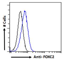 FOXC2 Antibody - FOXC2 antibody flow cytometric analysis of paraformaldehyde fixed HEK293 cells (blue line), permeabilized with 0.5% Triton. Primary incubation 1hr (10ug/ml) followed by Alexa Fluor 488 secondary antibody (1ug/ml). IgG control: Unimmunized goat IgG (black line) followed by Alexa Fluor 488 secondary antibody.