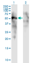 FOXD1 Antibody - Western Blot analysis of FOXD1 expression in transfected 293T cell line by FOXD1 monoclonal antibody (M01), clone 2C10.Lane 1: FOXD1 transfected lysate (Predicted MW: 51.15 KDa).Lane 2: Non-transfected lysate.
