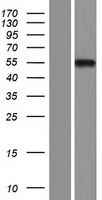 FOXD2 Protein - Western validation with an anti-DDK antibody * L: Control HEK293 lysate R: Over-expression lysate