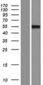 FOXD2 Protein - Western validation with an anti-DDK antibody * L: Control HEK293 lysate R: Over-expression lysate