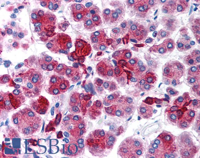 FOXD3 Antibody - Anti-FOXD3 antibody IHC of human pancreas. Immunohistochemistry of formalin-fixed, paraffin-embedded tissue after heat-induced antigen retrieval. Antibody concentration 5 ug/ml.  This image was taken for the unconjugated form of this product. Other forms have not been tested.