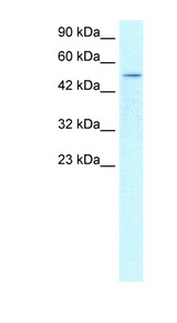 FOXD3 Antibody - FOXD3 antibody Western blot of HepG2 cell lysate. This image was taken for the unconjugated form of this product. Other forms have not been tested.