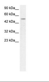 FOXD3 Antibody - HepG2 Cell Lysate.  This image was taken for the unconjugated form of this product. Other forms have not been tested.