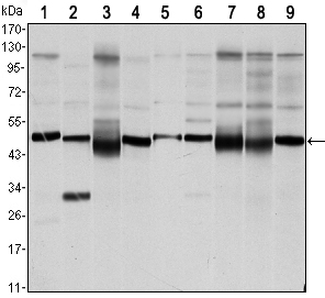 FOXD3 Antibody - Western blot using FOXD3 mouse monoclonal antibody against NTERA-1 (1),HUVE-12 (2), HEK293 (3), HeLa (4), Jurkat (5), NIH/3T3 (6), K562 (7), RAW264.7 (8) and COS7 (9) cell lysate.
