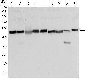 FOXD3 Antibody - Western blot using FOXD3 mouse monoclonal antibody against NTERA-2 (1), HUVE-12 (2), HEK293 (3), HeLa (4), Jurkat (5), K562 (6), RAW264.7 (7), NIH/3T3 (8), and COS7 (9) cell lysate.