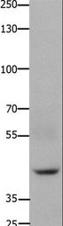 FOXD3 Antibody - Western blot analysis of 293T cell, using FOXD3 Polyclonal Antibody at dilution of 1:650.
