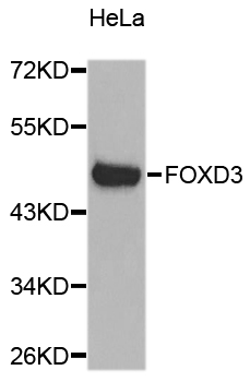 FOXD3 Antibody - Western blot analysis of extracts of HeLa cells.