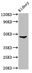 FOXD3 Antibody - Positive Western Blot detected in Rat kidney tissue. All lanes: FOXD3 antibody at 3.2 µg/ml Secondary Goat polyclonal to rabbit IgG at 1/50000 dilution. Predicted band size: 48 KDa. Observed band size: 48 KDa