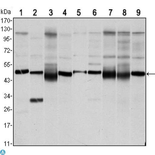 FOXD3 Antibody - Western Blot (WB) analysis using FoxD3 Monoclonal Antibody against NTERA-1 (1),HUVE-12 (2), HEK293 (3), HeLa (4), Jurkat (5), NIH/3T3 (6), K562 (7), Raw 264.7 (8) and COS7 (9) cell lysate.