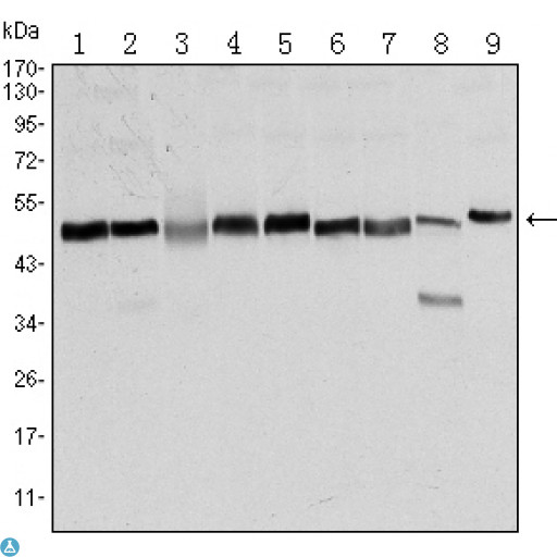 FOXD3 Antibody - Western Blot (WB) analysis using FoxD3 Monoclonal Antibody against NTERA-2 (1), HUVE-12 (2), HEK293 (3), HeLa (4), Jurkat (5), K562 (6), Raw 264.7 (7), NIH/3T3 (8), and COS7 (9) cell lysate.