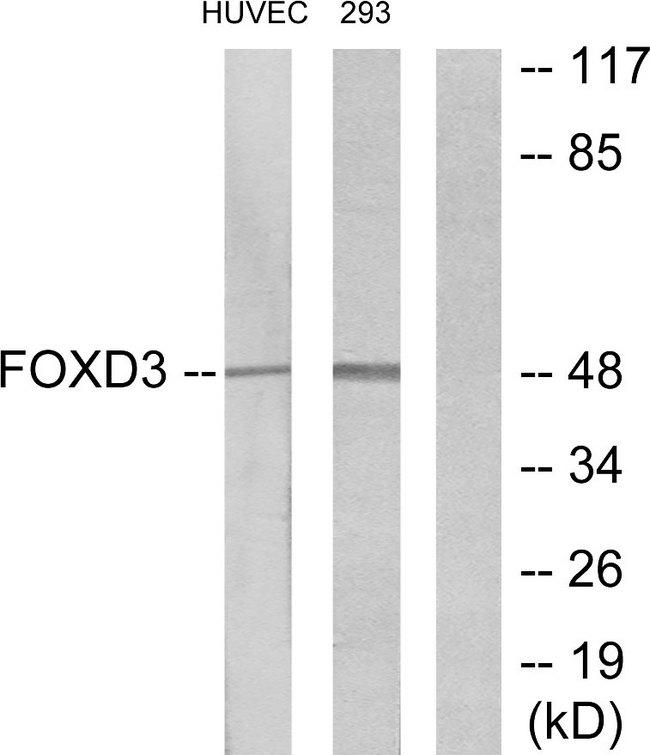 FOXD3 Antibody - Western blot analysis of extracts from HUVEC cells and 293 cells, using FOXD3 antibody.