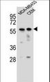 FOXD4 Antibody - FOXD4 Antibody western blot of MDA-MB453,CEM cell line lysates (35 ug/lane). The FOXD4 antibody detected the FOXD4 protein (arrow).