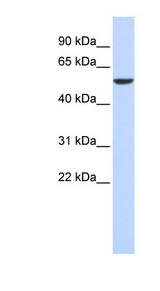 FOXD4 Antibody - FOXD4 antibody Western blot of 293T cell lysate. This image was taken for the unconjugated form of this product. Other forms have not been tested.