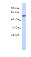 FOXD4 Antibody - FOXD4 antibody Western blot of 293T cell lysate. This image was taken for the unconjugated form of this product. Other forms have not been tested.