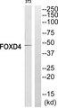 FOXD4 Antibody - Western blot analysis of extracts from NIH-3T3 cells, using FOXD4 antibody.