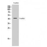 FOXD4L1 / FOXD5 Antibody - Western blot of FoxD4L1 antibody