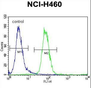 FOXD4L1 / FOXD5 Antibody - FX4L1 Antibody flow cytometry of NCI-H460 cells (right histogram) compared to a negative control cell (left histogram). FITC-conjugated goat-anti-rabbit secondary antibodies were used for the analysis.