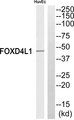 FOXD4L1 / FOXD5 Antibody - Western blot of extracts from HUVEC cells, using FOXD4L1 antibody.