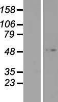 FOXD4L3 Protein - Western validation with an anti-DDK antibody * L: Control HEK293 lysate R: Over-expression lysate