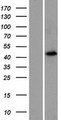 FOXD4L4 Protein - Western validation with an anti-DDK antibody * L: Control HEK293 lysate R: Over-expression lysate
