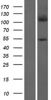 FOXD4L5 Protein - Western validation with an anti-DDK antibody * L: Control HEK293 lysate R: Over-expression lysate