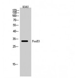FOXE3 Antibody - Western blot of FoxE3 antibody