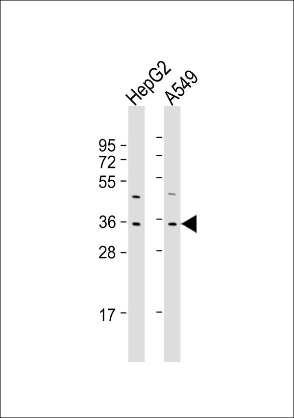 FOXE3 Antibody - All lanes: Anti-FOXE3 Antibody at 1:1000 dilution. Lane 1: HepG2 whole cell lysate. Lane 2: A549 whole cell lysate Lysates/proteins at 20 ug per lane. Secondary Goat Anti-Rabbit IgG, (H+L), Peroxidase conjugated at 1:10000 dilution. Predicted band size: 33 kDa. Blocking/Dilution buffer: 5% NFDM/TBST.