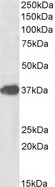 FOXF1 Antibody - Goat Anti-FOXF1 Antibody (1µg/ml) staining of Mouse Lung lysate (35µg protein in RIPA buffer). Primary incubation was 1 hour. Detected by chemiluminescencence.