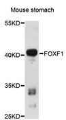FOXF1 Antibody - Western blot analysis of extracts of mouse stomach, using FOXF1 antibody at 1:3000 dilution. The secondary antibody used was an HRP Goat Anti-Rabbit IgG (H+L) at 1:10000 dilution. Lysates were loaded 25ug per lane and 3% nonfat dry milk in TBST was used for blocking. An ECL Kit was used for detection and the exposure time was 30s.