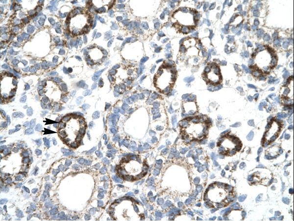 FOXF2 Antibody - FOXF2 antibody ARP31694_T100-NP_001443-FOXF2 (forkhead box F2) Antibody was used in IHC to stain formalin-fixed, paraffin-embedded human kidney.  This image was taken for the unconjugated form of this product. Other forms have not been tested.