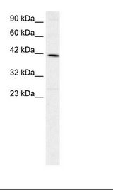 FOXF2 Antibody - HepG2 Cell Lysate.  This image was taken for the unconjugated form of this product. Other forms have not been tested.