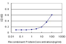 FOXF2 Antibody - Detection limit for recombinant GST tagged FOXF2 is approximately 1 ng/ml as a capture antibody.